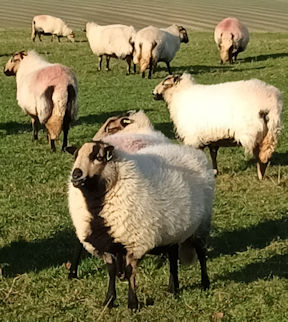 sheep